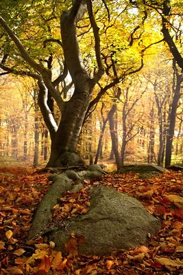 beech-forest-2912890_1920.jpg