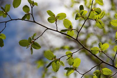 beech-leaves-7361863_1920.jpg
