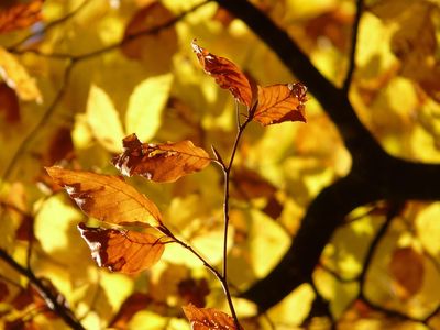 leaves-10587_1920.jpg
