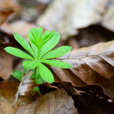 leaves-5060839_1920.jpg