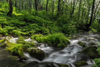 stream-5478387_1920.jpg