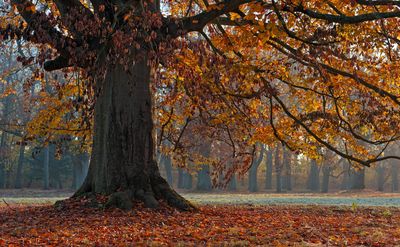 tree-6800812_1920.jpg